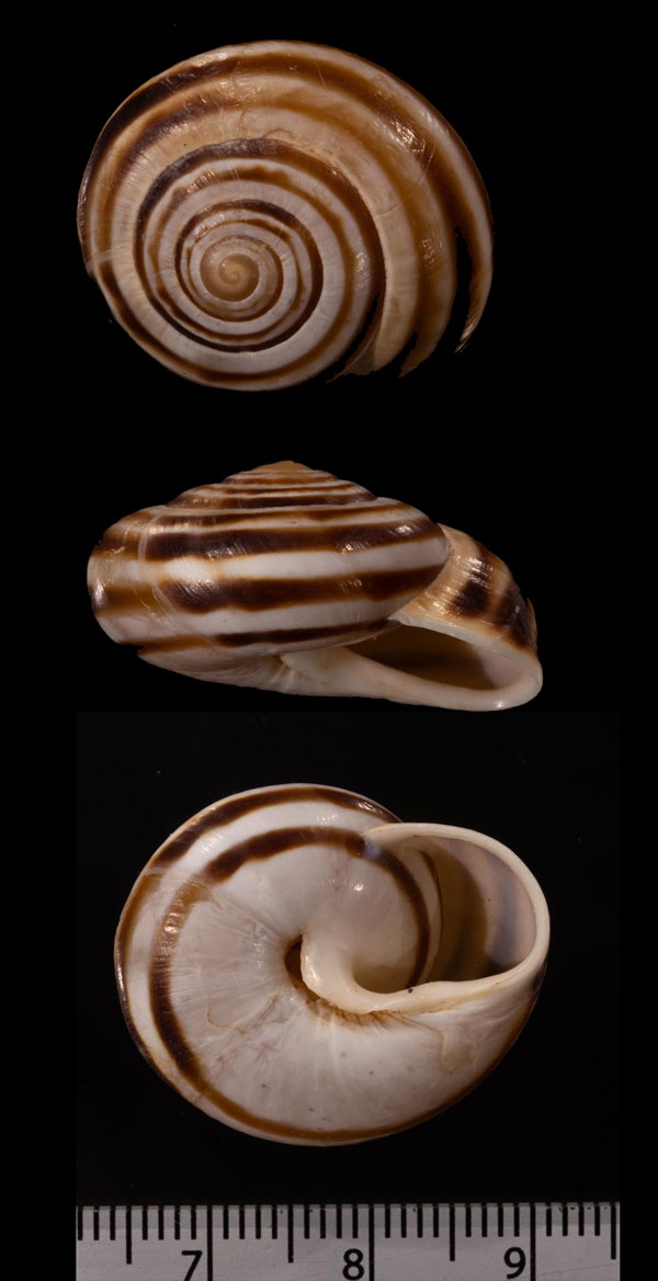 レシャテリエヘソアキモロッコマイマイ (仮称) Lechatelieria lechatelieri umbilicata small