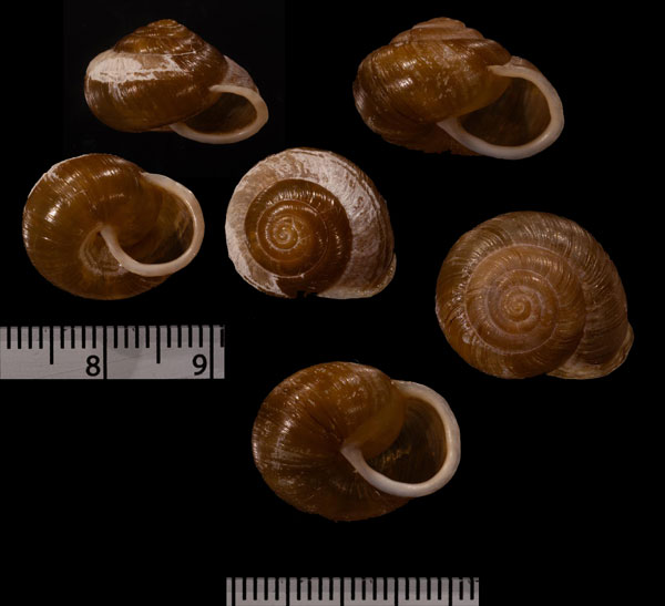 アイダホクチヒダマイマイ Allogona ptychophora small