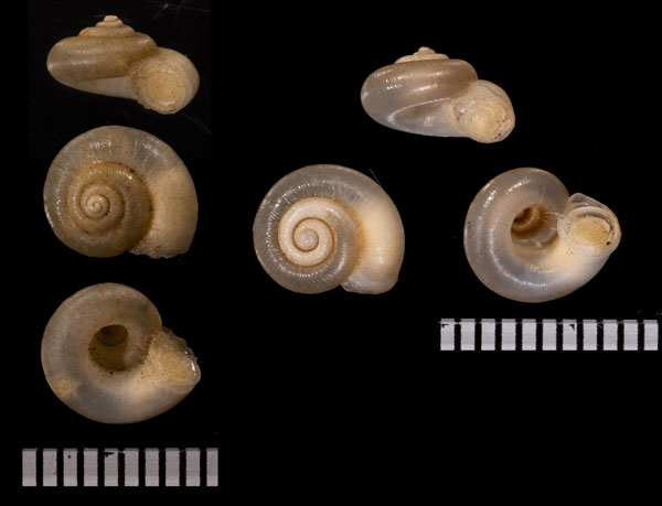 チチイロドミニカクチヒレ (仮称) Leiabbottella galaxius small