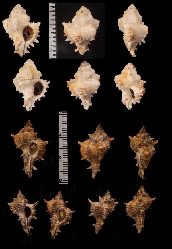 カワリガンゼキボラの一型 Hexaplex varius clausii small