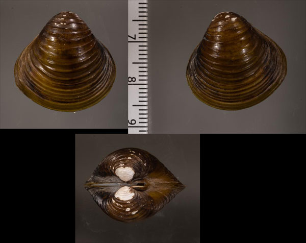 ボードンシジミ (仮称) Corbicula baudoni small