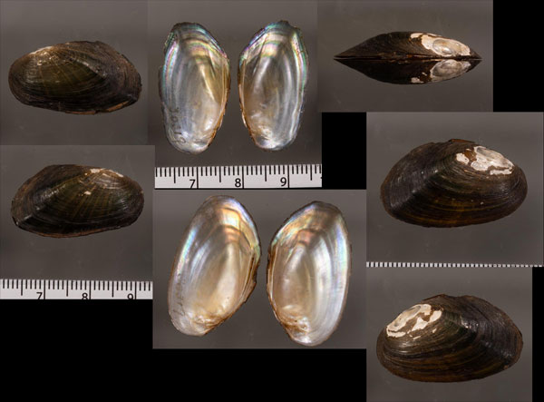 フロリダミミヌマガイ (仮称) Elliptio jayensis small