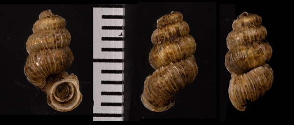 ハズレアツブタクチヒレ (仮称) Diplopoma rigidulum small