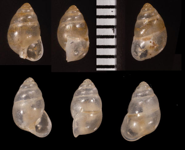 スジイリナンヨウアズキ (仮称) Pupina lowi small