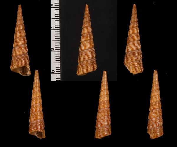 ウィレットキリガイダマシ (仮称) Turritella willetti small