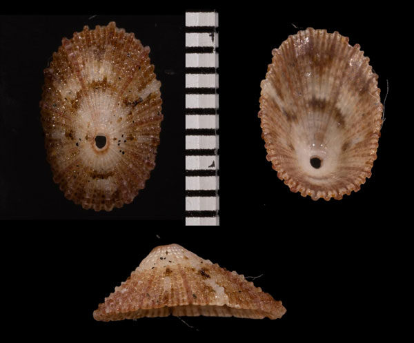 ナンアアサテンガイ (仮称) Diodora fuscocrenulata small
