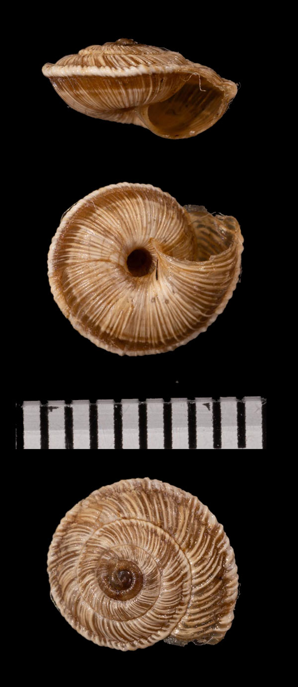 オーザイコマイマイ (仮称) Helicella orzai small