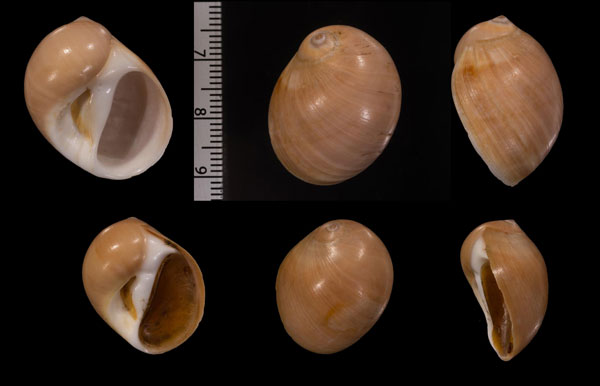 チャイロタマガイ Polinices hepaticus small