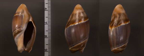 ミナミリュウグウボタル (仮称) Amalda australis small