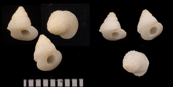 クチビロガイ Microliotia mirabilis small