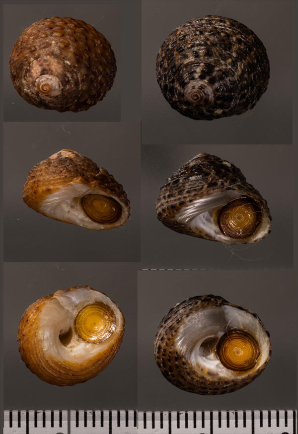 アイゼンクボガイ (仮称) Tegula eiseni small
