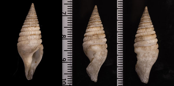 ブットウクダマキ 仏塔管巻 Gemmula stupa small