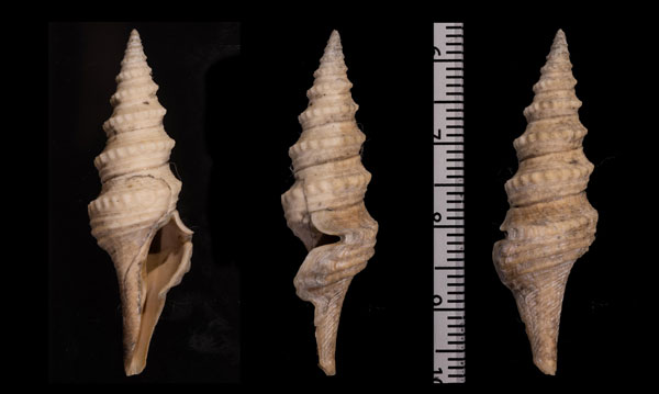 シロフシクダマキ 白節管巻 Kuroshioturris albogemmata small