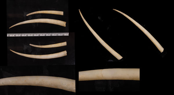 トクサツノガイ 木賊角貝 Fissidentalium lima small