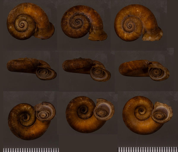 ニアクチヒレアツブタ (仮称) Opisthoporus birostris small