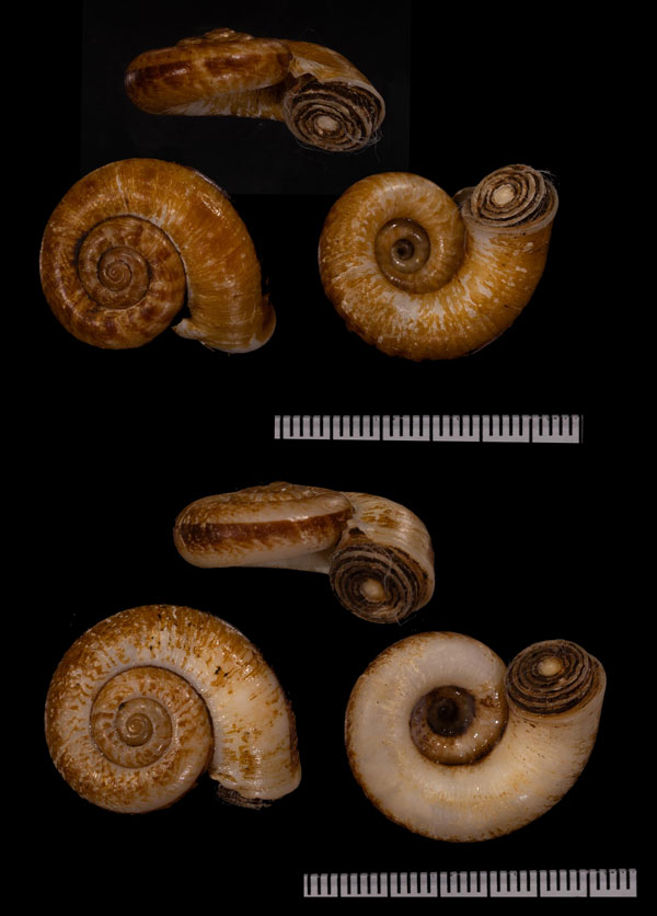 フレッドナッグスヤマタニシ (仮称) Pterocyclos frednaggsi small