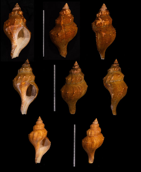 オーストラリアボラ Saginafusus pricei small