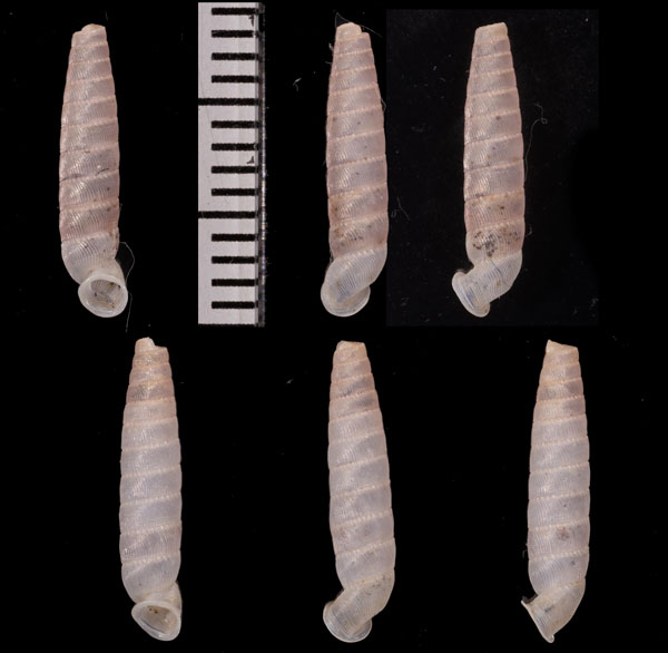 ドーアパイプガイ (仮称) Brachypodella dohrni small