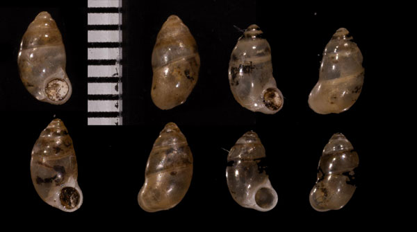 サングカルナンヨウアズキ (仮称) Pupina sangkarensis small