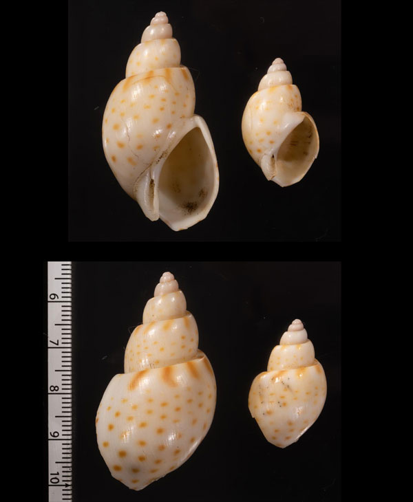 ハデコモンバイ (仮称) Zemiropsis pintado small