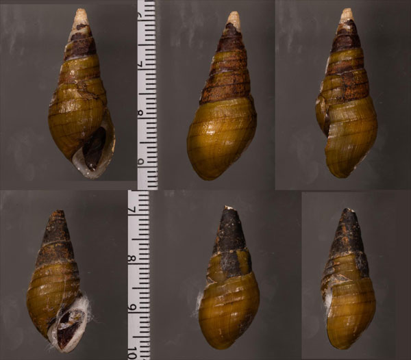 イボナシアヤカワニナ (仮称) Tarebia lineata small