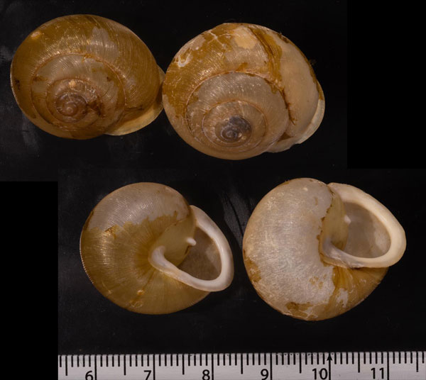 オオカレハマイマイ Mesodon zelatus small
