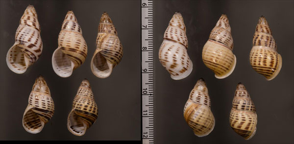 ティモールマレーマイマイ Amphidromus timorensis small