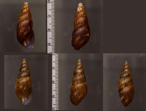 コロンビアオカタケノコ (仮称) Synapterpes incertus small