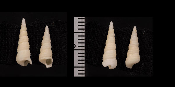 コドモセイランキリガイダマシ (仮称) Stiracolpus symmetricus small
