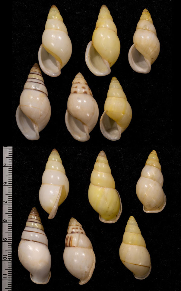 キイロアツクチマレーマイマイ近似種 Amphidromus feliciae aff. small