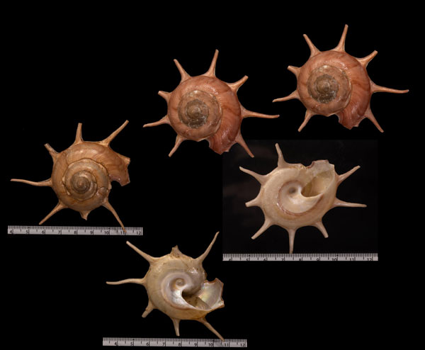 トゲハリナガリンボウ Guildfordia superba small