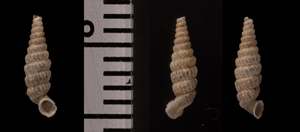 ダーリントンパイプガイ (仮称) Brachypodella darlingtoni small