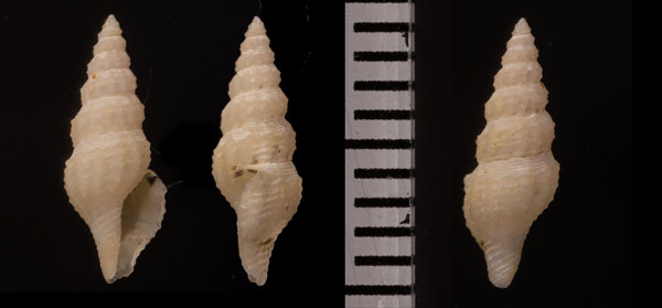 ネレイドクダマキモドキ (未詳) Otitoma sp. small
