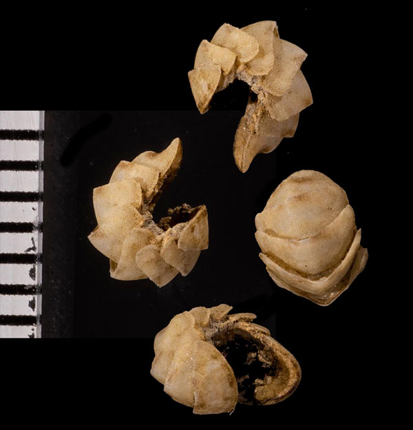 シロマダラサメハダヒザラガイ cf. Belknapchiton bergenhayni small