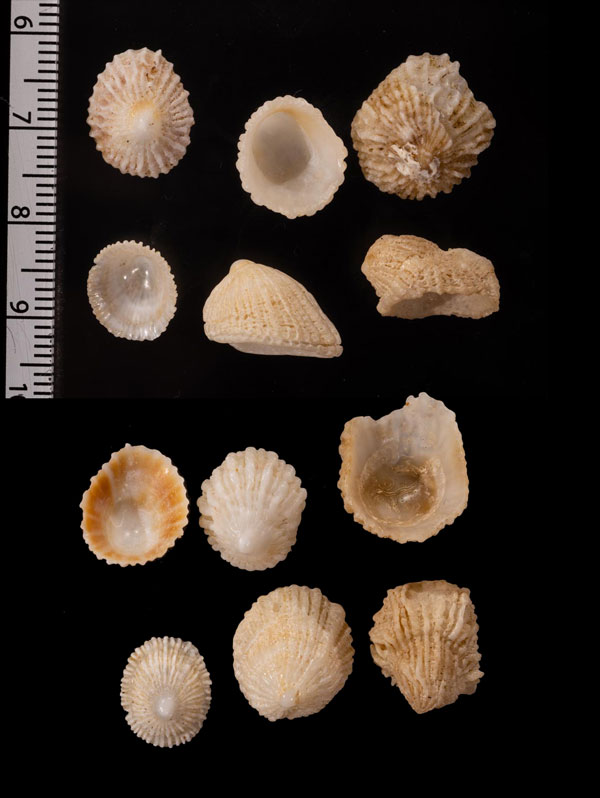 ナンアユキカラマツ (仮称) Trimusculus costatus small