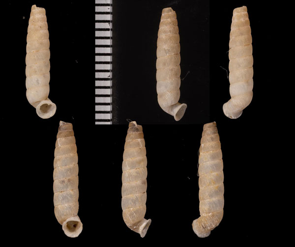 クラウシパイプガイ (仮称) Brachypodella kraussiana small