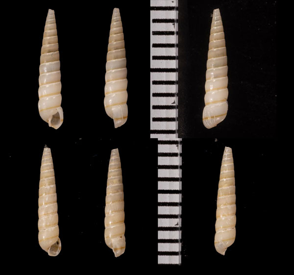 ヒトスジホソクチキレ Syrnola unilineata small
