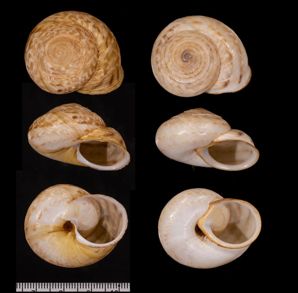 エルサレムエスカルゴ (仮称) Levantina spiriplana hierosolyma small