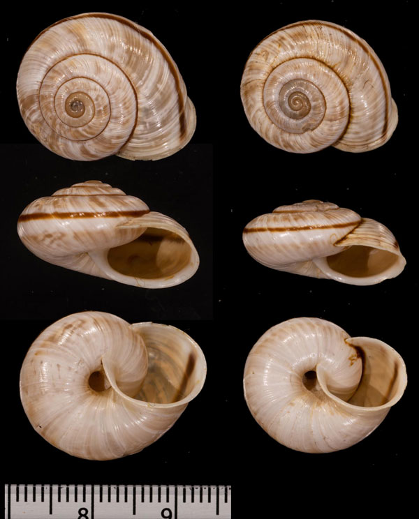 ヒトスジヒラバマイマイ (仮称) Chilostoma cingulatum small