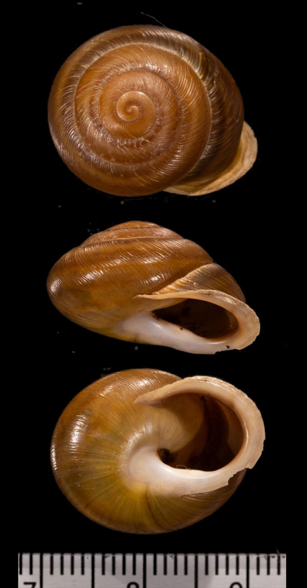 ワライロカナリーマイマイ (仮称) Hemicycla psathyra small