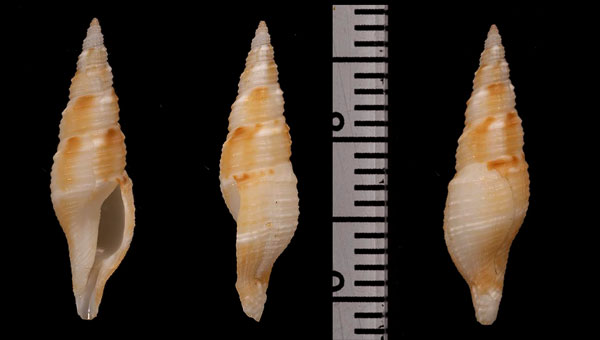 ニセカスリマンジ (仮称) Kuroshiodaphne supracancellata small