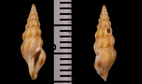 ハシナガウミクダマキ (仮称) Clavus dolichurus small