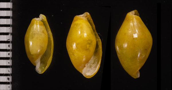 ミドリタマゴガイ Limulatys muscarius small