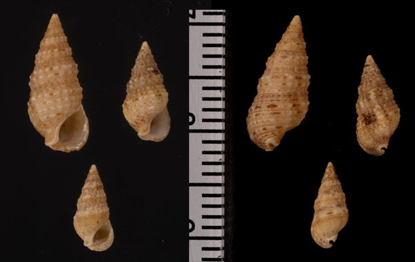 ナンアゴマフカニモリ (仮称) Cerithium crassilabrum small