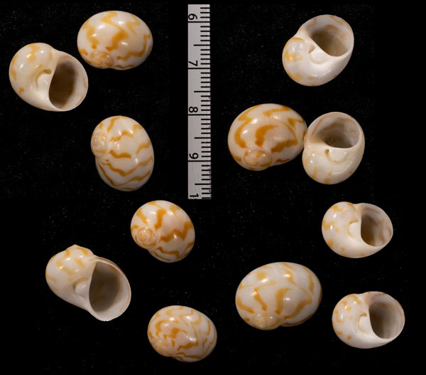 モクメダマ Tanea undulata small