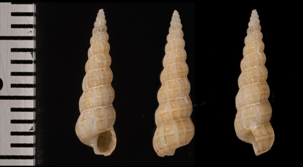 シロオビカニモリイトカケ 未詳 Acirsa sp. small