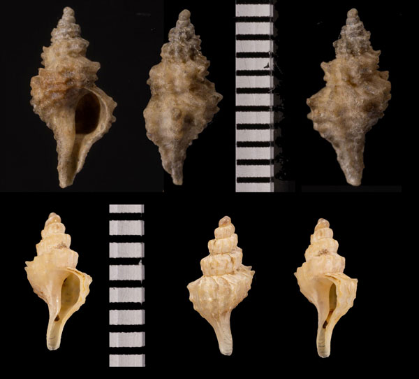 イナヅマツノオリイレ Enixotrophon pulchellus small