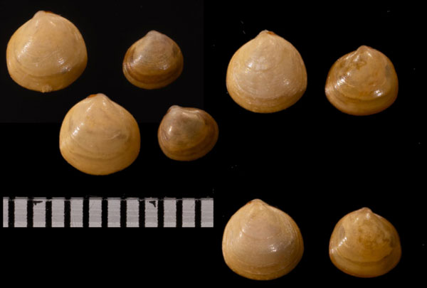 ウメノハナモドキ Felaniella sowerbyi small