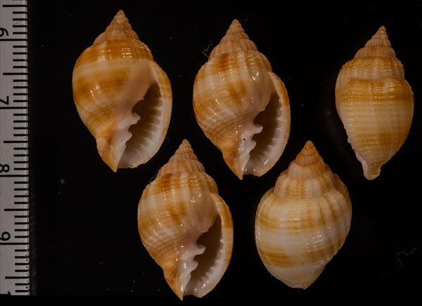 タマコロモ Cancellaria obesa small