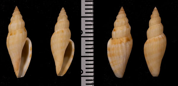 ヤスリコトツブ Cytharopsis radulina small
